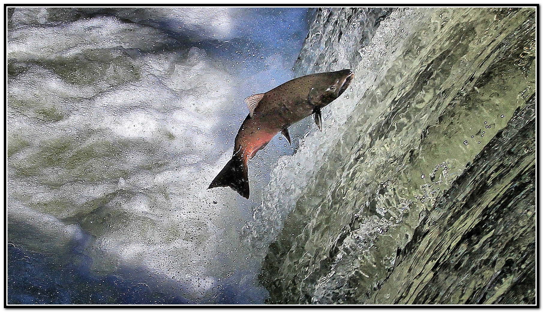 Fall Chinook salmon putting on a show in Tumwater Falls Park Olympia