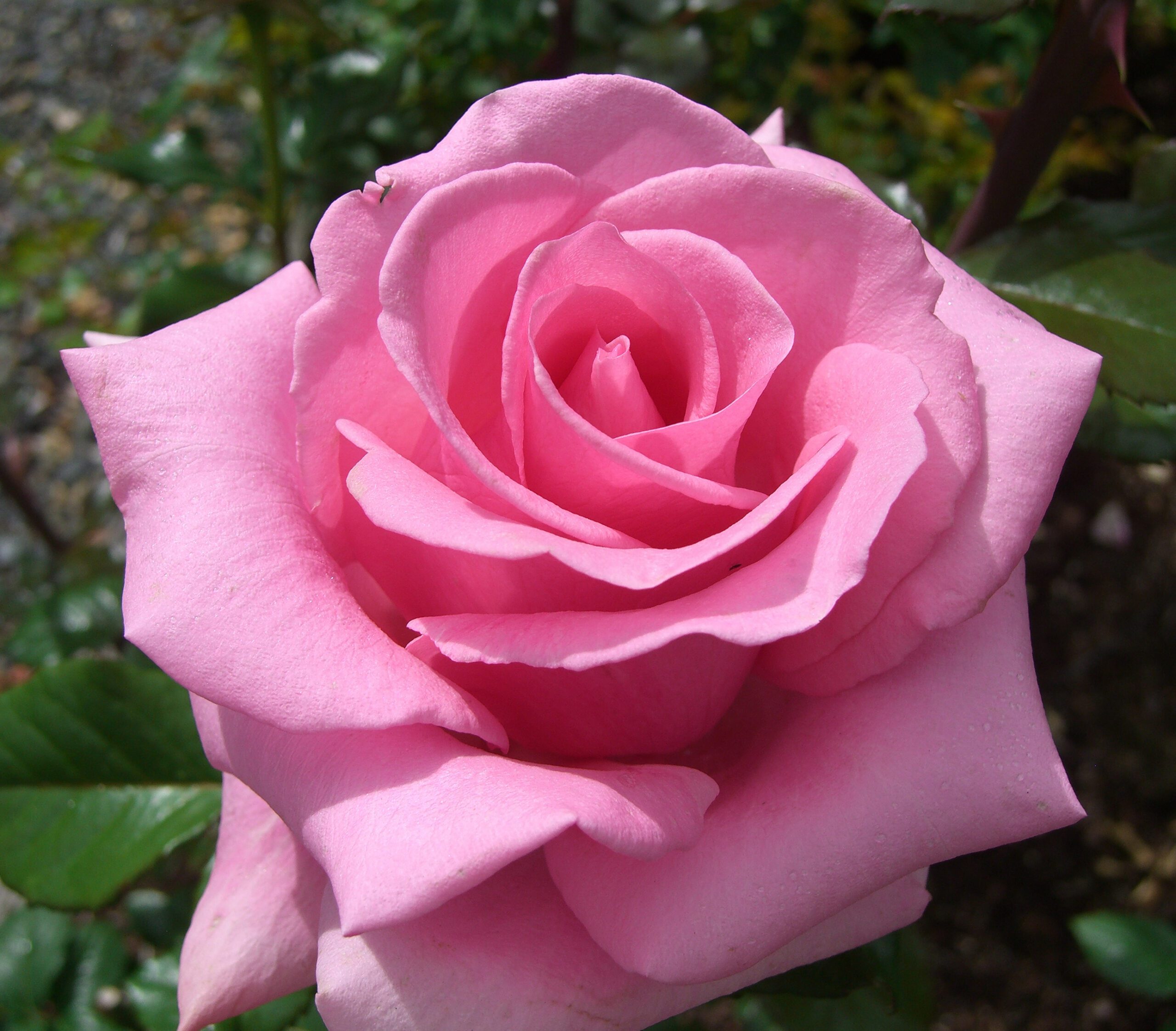 Centennial Rose Garden | The Olympia Tumwater Foundation